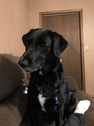 debbie_brick's tweet photo. My baby My four-legged friend and I are the newest members of the #FurBuddies Community! 🐶 🐱They'll sample free pet products while I share my reviews. So excited! 😻 Join me to connect with other pet parents, sample #FreePetProducts, and more. #ad https://t.co/aOXb8GYeES https://t.co/9EAdfyx4zJ