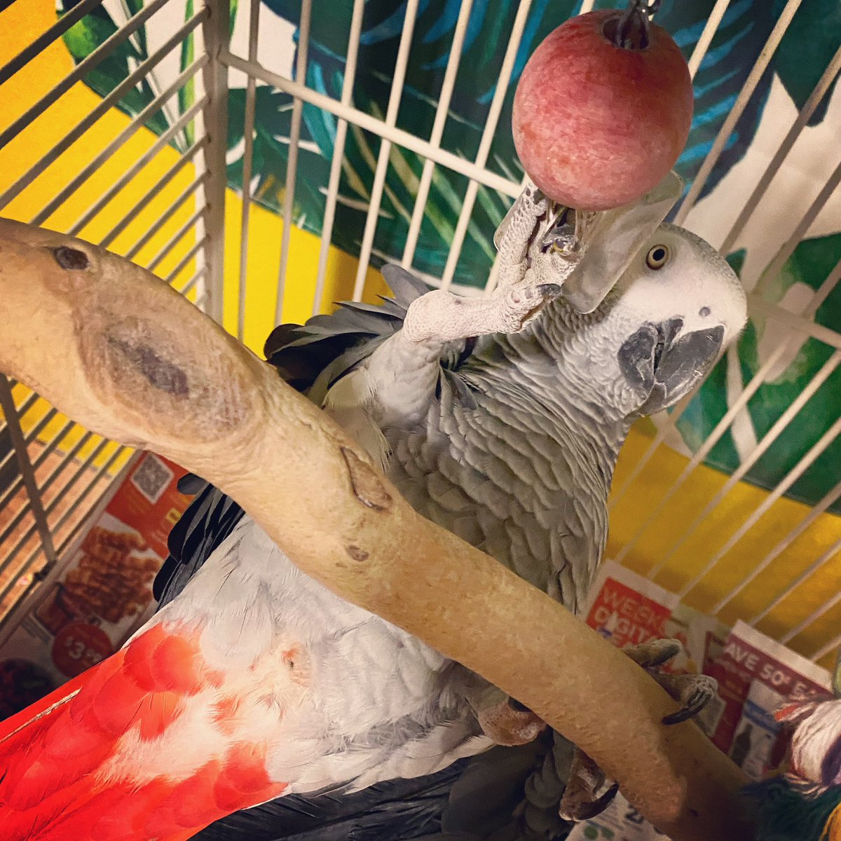 tracicarroll_'s tweet image. Nope. Not going to bed. #nope #bedtime #tracicarroll #loveyourparrot #texasparrotrescue #mikey #mikeythecongo #africangrey #parrots #birds #cute #silly #funny