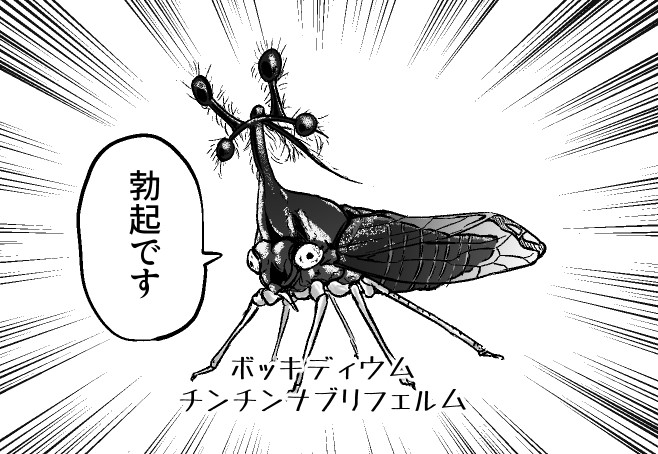 颯爽と現れたボッキディウム チンチンナブリフェルム 