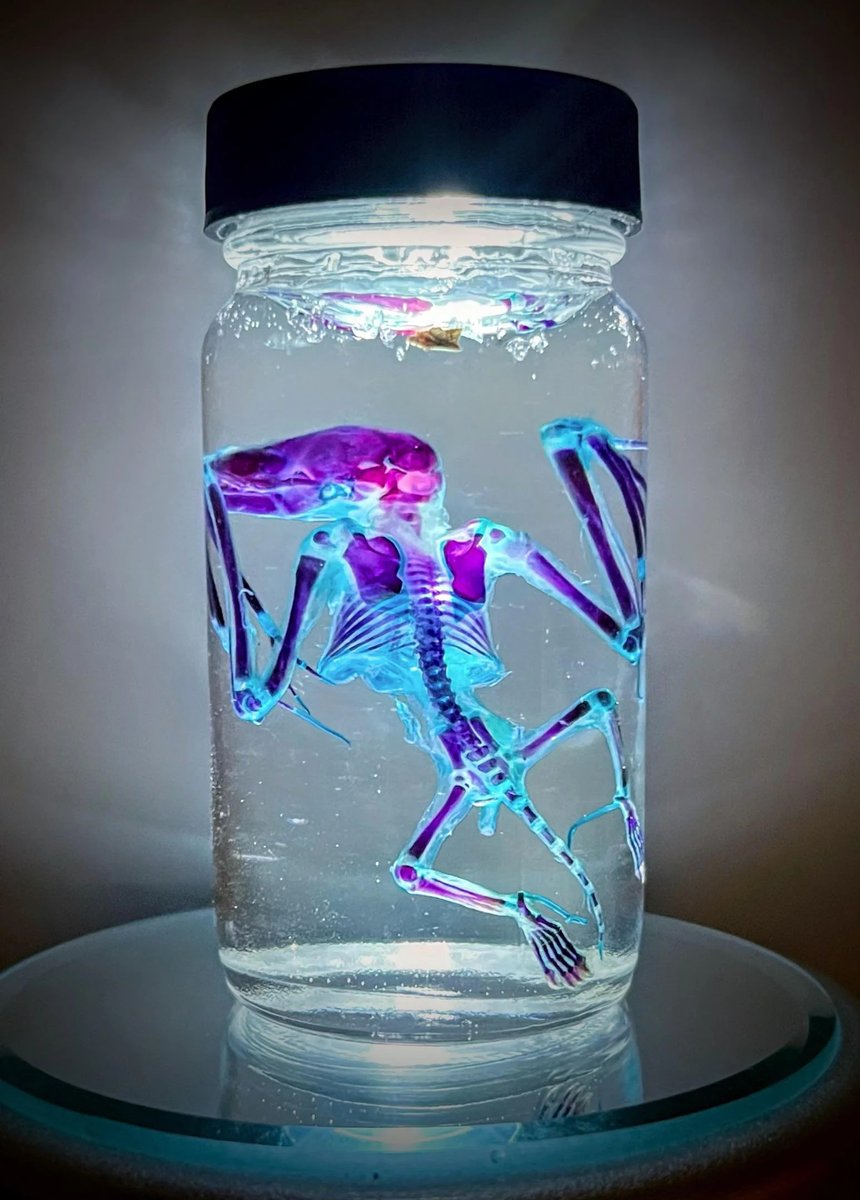animalsamples's tweet photo. My ideology allows me to save many dead animals from burning.
#frog #diaphonized #diaphonization #specimen #wetspecimen #art #deadart #darkart #reborn #diaphonizedspecimens #articulation #biology #bones #oddities #oddity #deadthings #deadstuff #pathology #resin #skeleton #skull https://t.co/hoXfguz4ec