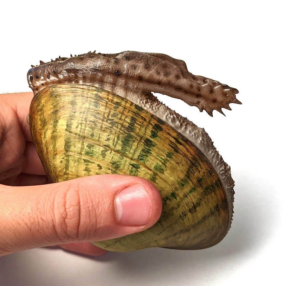 Lincoln Savi tweet media