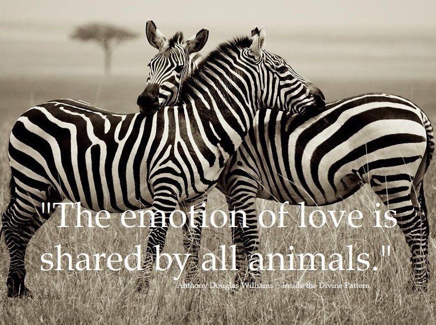 reikifurbabies's tweet photo. #love #highestvibration #animals https://t.co/wtCZuTl74i