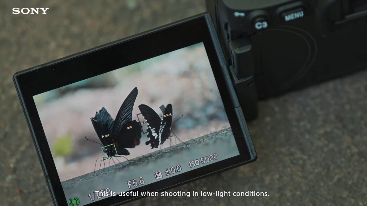 kunkoku's tweet photo. デジタル一眼カメラ「α7R V」の被写体認識性能はどれくらい進化したのか?
新たに追加された「昆虫」について、認識しやすいシーンをまとめてみた。
https://t.co/WcjVGIFkF9 #α7RV #SonyAlpha #Alpha7R #Alpha7RV https://t.co/BsQUPUATmA
