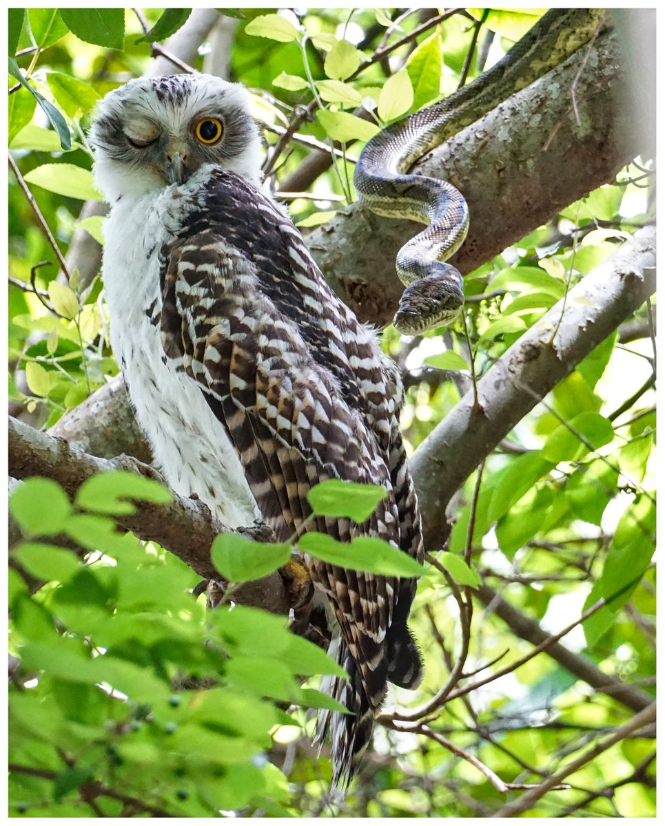 lucyparkerpaul's tweet photo. At first the Powerful Owlet appeared blissfully unaware of the slithering predator. Until it ruffled a feather or two. https://t.co/Hkl4L2OJ0a