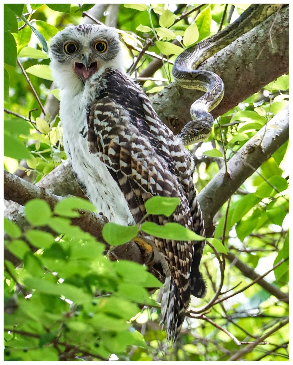 lucyparkerpaul's tweet photo. At first the Powerful Owlet appeared blissfully unaware of the slithering predator. Until it ruffled a feather or two. https://t.co/Hkl4L2OJ0a