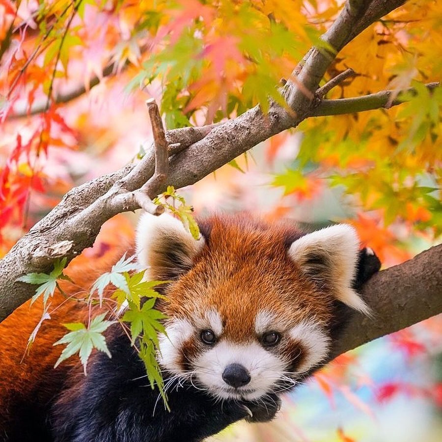 Christinazara87's tweet photo. Nice🦊
.
.
#sleepredpanda #redpanda #redpandaoftwitter #redpandaoutfit #redpandacloths #redpandalovers #red_pandas #Discoverylife #redpandaworlds https://t.co/Pg9mqmlyNT