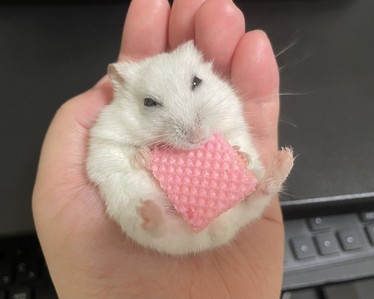 愛おしい、この小さな生き物