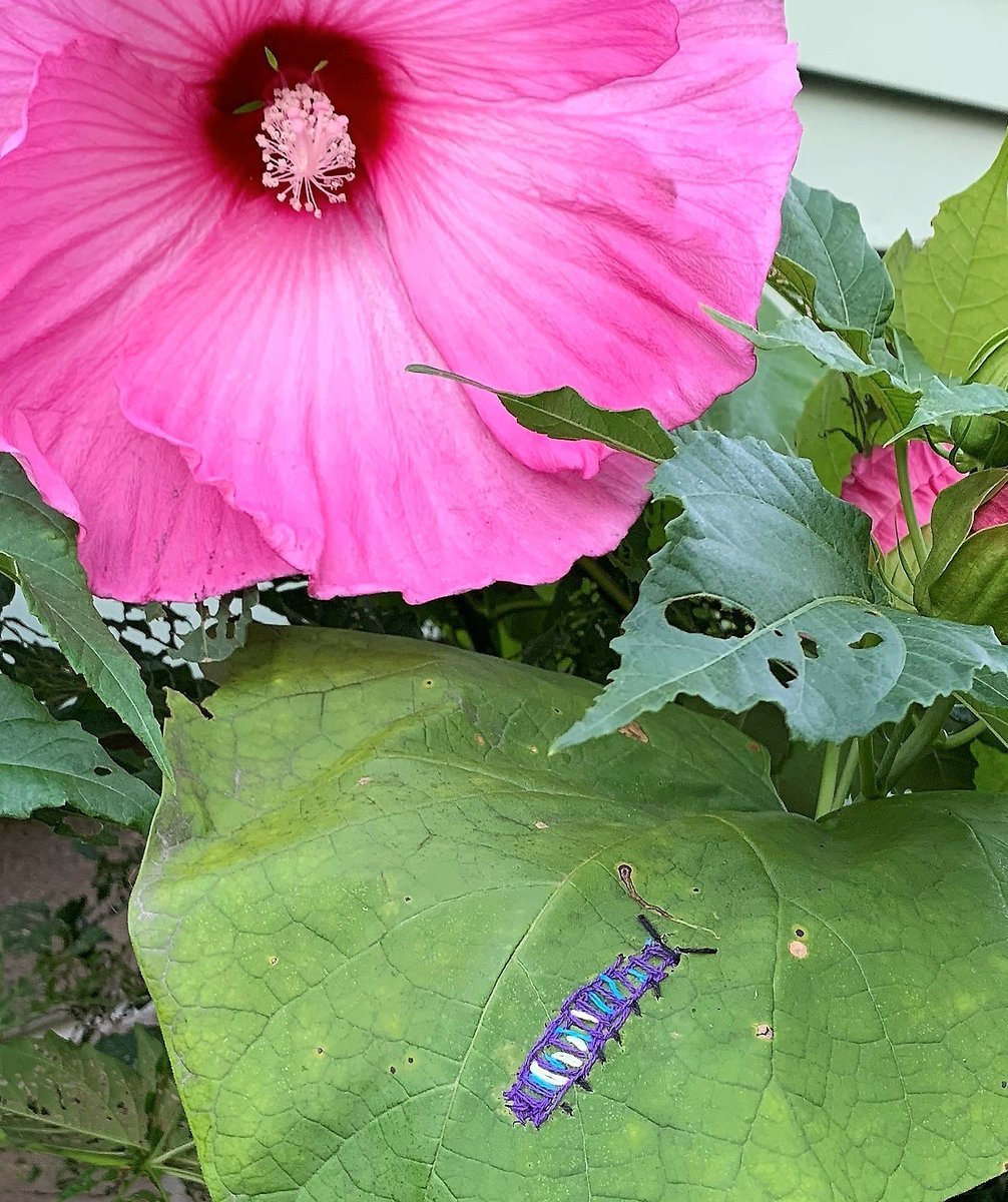GottaBeCrazy2's tweet photo. What are you doing for #TheFirstDayOfSpring?
#TheSpringEquinox #TheVernalEquinox
#GISH2022 #Item41: Embroider an image of a beautiful insect onto a real leaf. #GISH #TeamGottaBeCrazy https://t.co/16TTztbQfK
