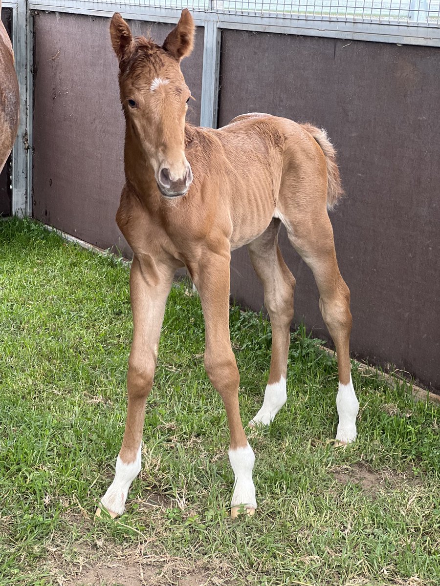 Austbloodstock's tweet photo. GRAFF colt 10 hrs old half to QUICK TEMPO ⁦@minerviniracing⁩ winner in town today ⁦@KitchwinHills⁩ HP Thoroughbreds #weapon https://t.co/yVZ9cBExyI