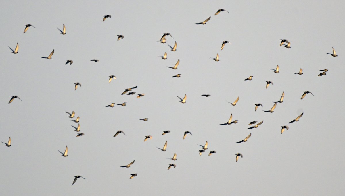 BirdsofBahrain's tweet photo. #Bahrain mystery flock Yesterday, when I arrived at the Hypocolius Roost in Jasra, it was shortly before 6am and sunrise - way to the north, I noted a large flock of birds rise from the west coast area and move north - just what they were I can only guess. Any ideas welcome https://t.co/ZMa0CFNVtC