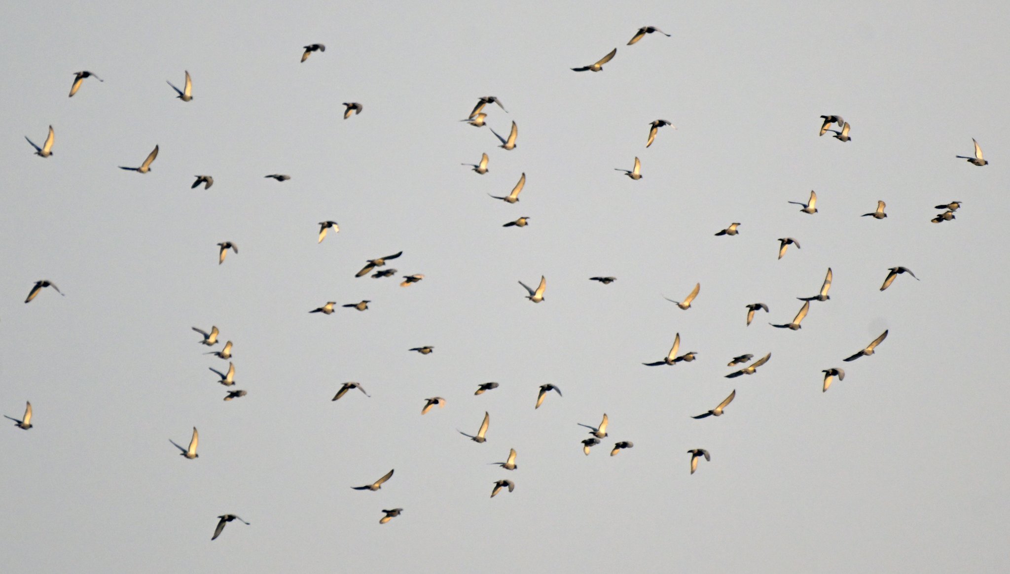 Howard King on Twitter: "#Bahrain mystery flock Yesterday, when I