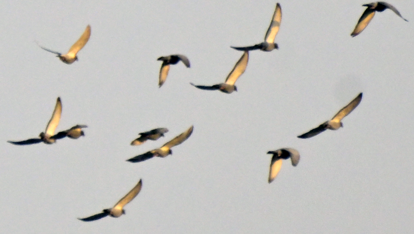 Howard King on Twitter: "#Bahrain mystery flock Yesterday, when I