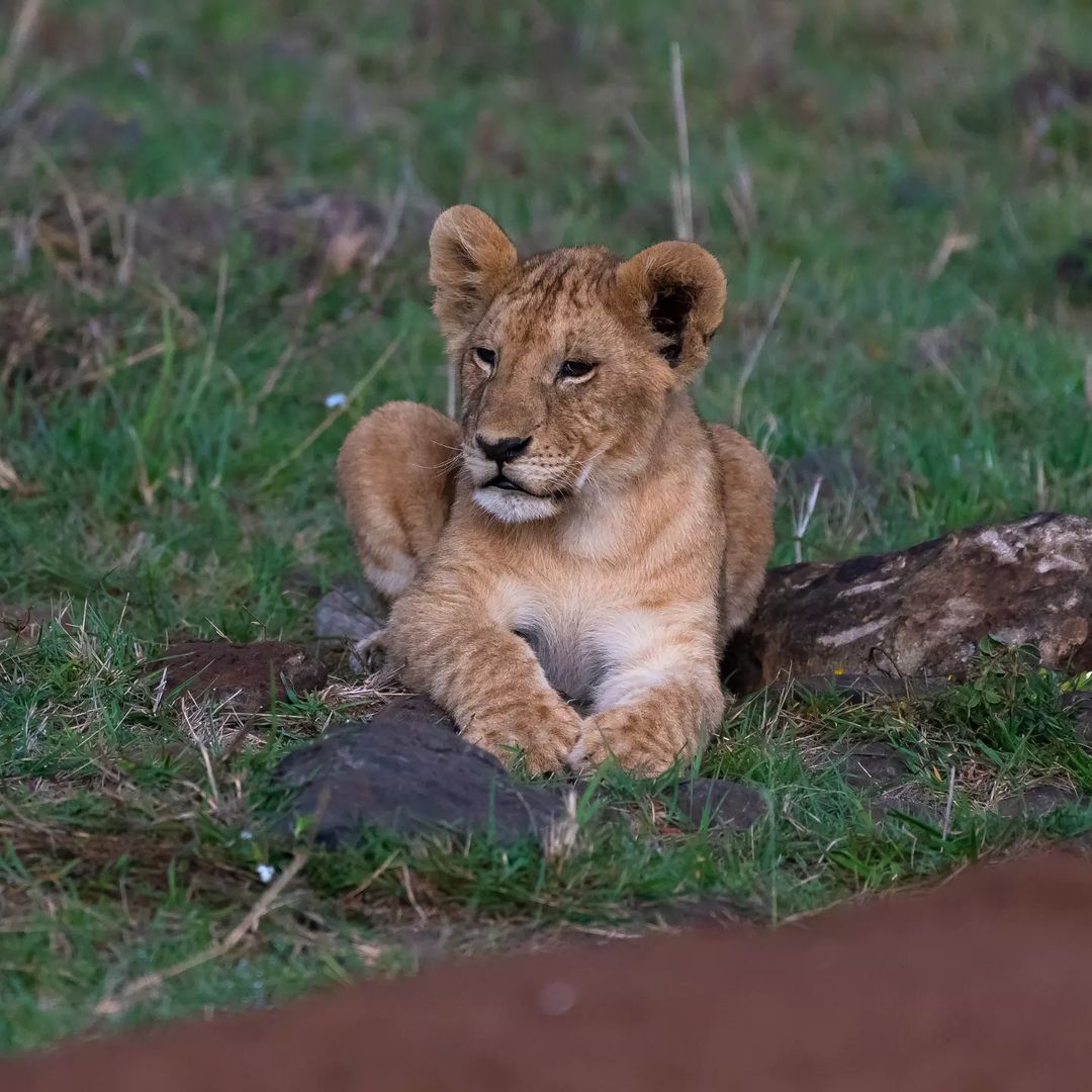 A cute lion cub from Fig Tree Pride | Masai Mara | Kenya 
#wildlifephotography #bownaankamal #nature #naturewildlifephotography #wildlife_perfection #wildestafrica #shots_of_animals #bigcatswildlife #w1ldplanet #africanamazing #africanature #masaimara #lionsofafrica