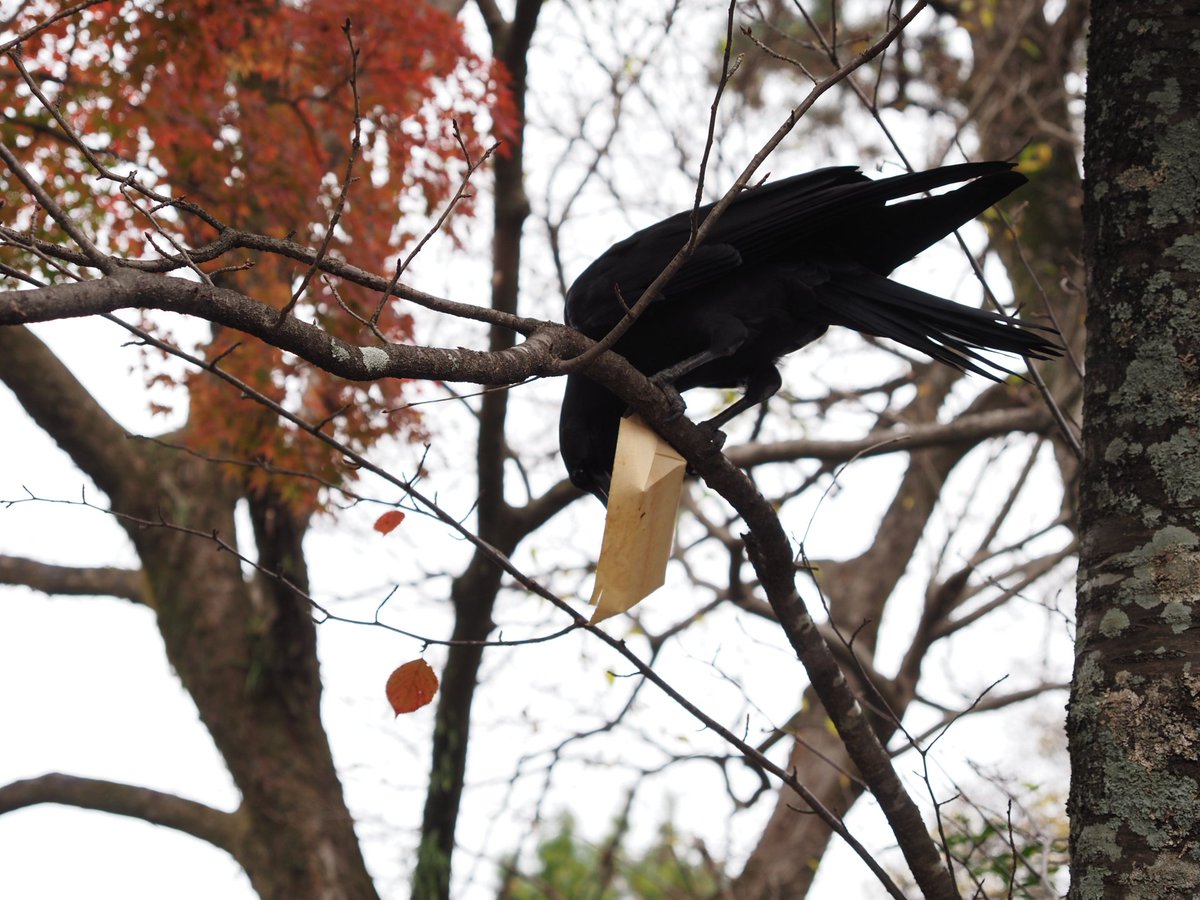 t284rn's tweet photo. なんか器用なカラスと遭遇した https://t.co/eIqszfM3hg