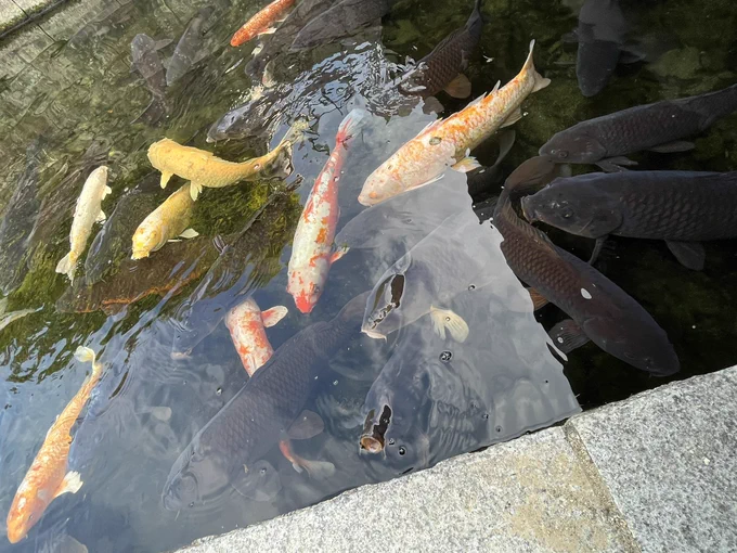鯉 