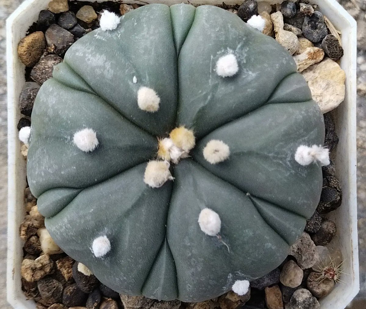 PlantsAndSoils's tweet photo. 🌵🪴✴️ Rare 5 Rib Fukuryu✴️🪴🌵

#Asterias #Cactus #succulent #gardenideas #Astrophytum  #naturephotography #photography #art #plantaddict #Cactusaddict #Love #Beautyful #instaphoto #homedecor #Nature #India #Diwali #flowering #myriostigma https://t.co/PZGGDAuLc5