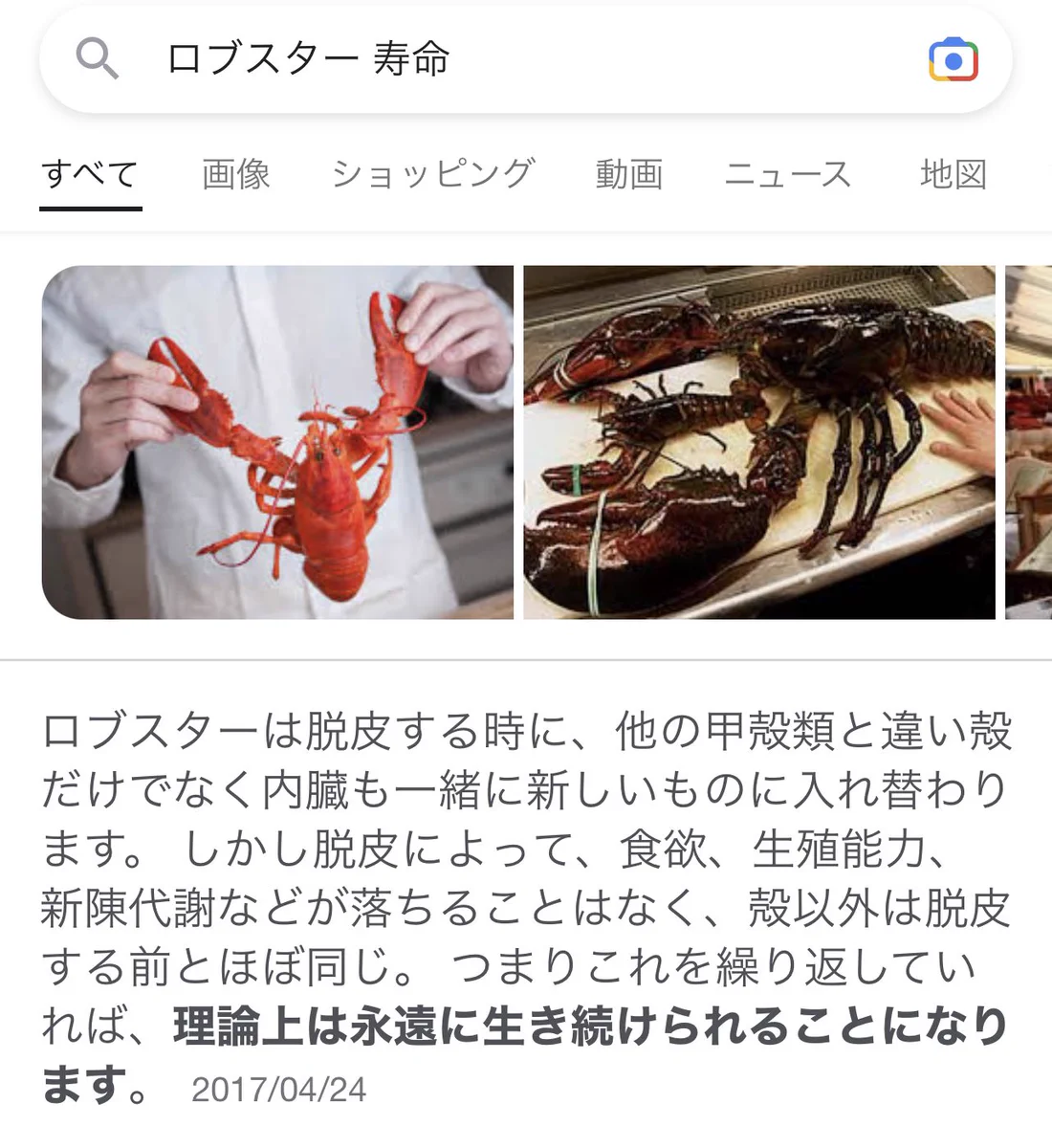 ロブスターは不老不死？！理論上永遠に生き続ける！！