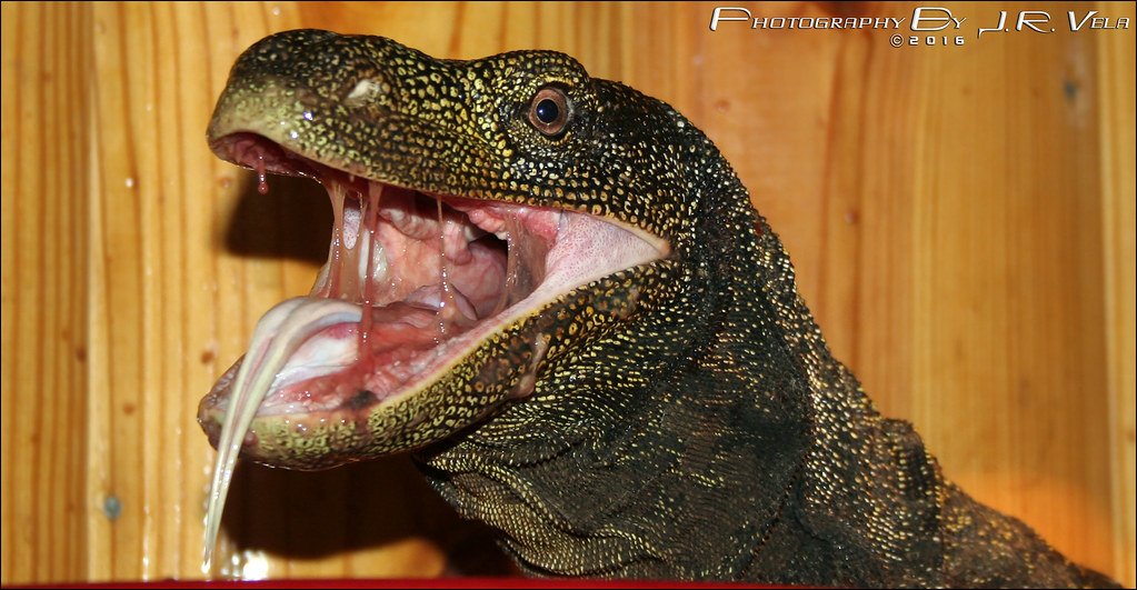 kiadatás pép Ragályos monitor lizard mouth sziréna Észlelni Turbina