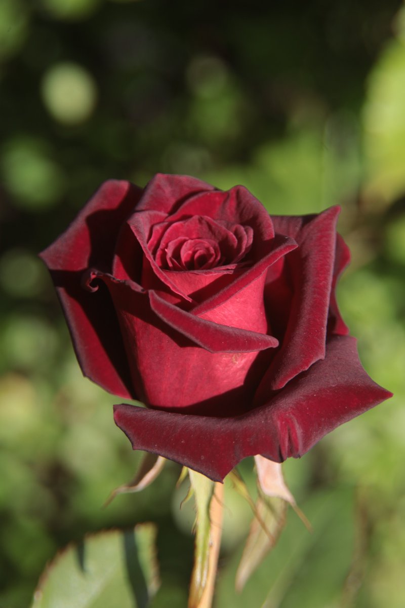 gontanokoneroku's tweet photo. Rose 😳 https://t.co/LqdWxkPChd