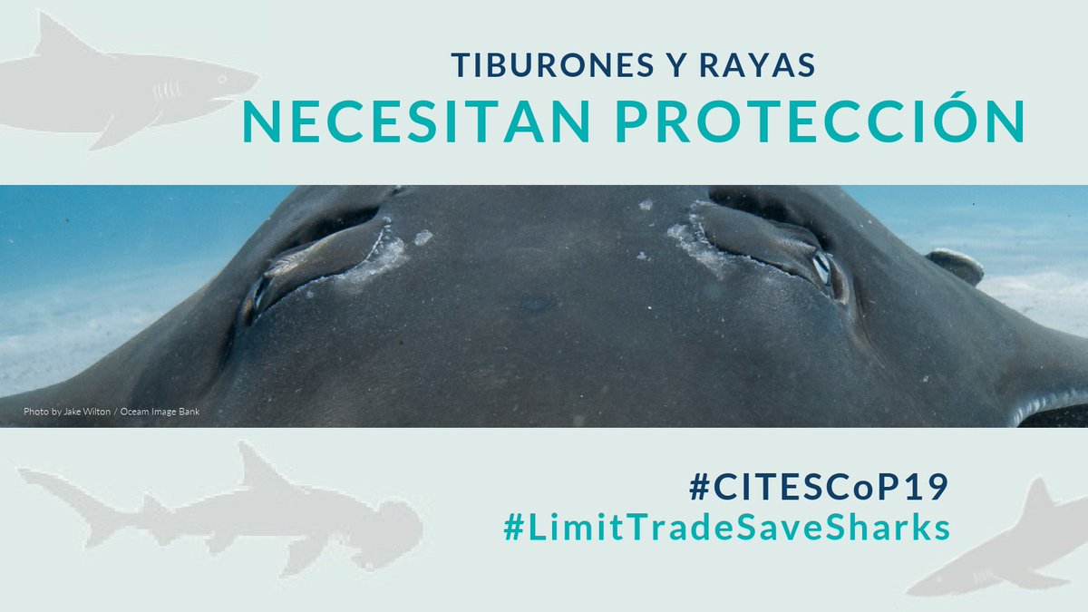 Ba72an's tweet photo. ¡37 especies de peces guitarra necesitan nuestra ayuda!
Insto a los países miembros de la @CITES a protegerlos del impacto devastador del comercio insostenible.
#CITES4Sharks #LimitTradeSaveSharks
https://t.co/dEdjPQLwpd https://t.co/kEZ68z9gys