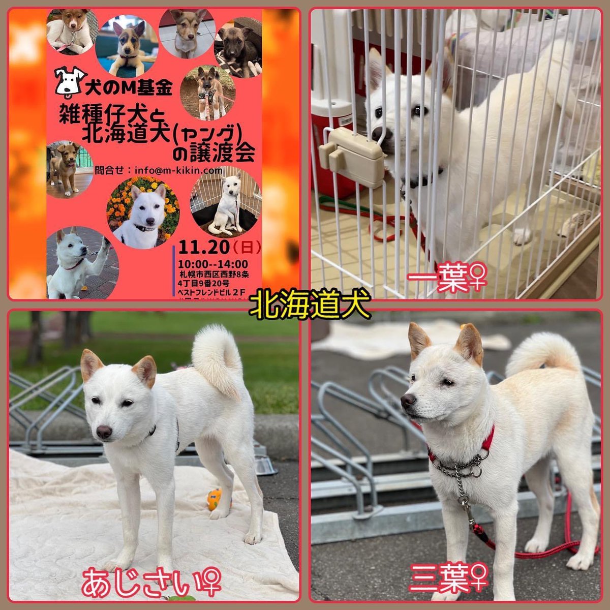 Tweets With Replies By 北海道犬猫情報 わんにゃんハート 公式 Oneheart 11 Twitter