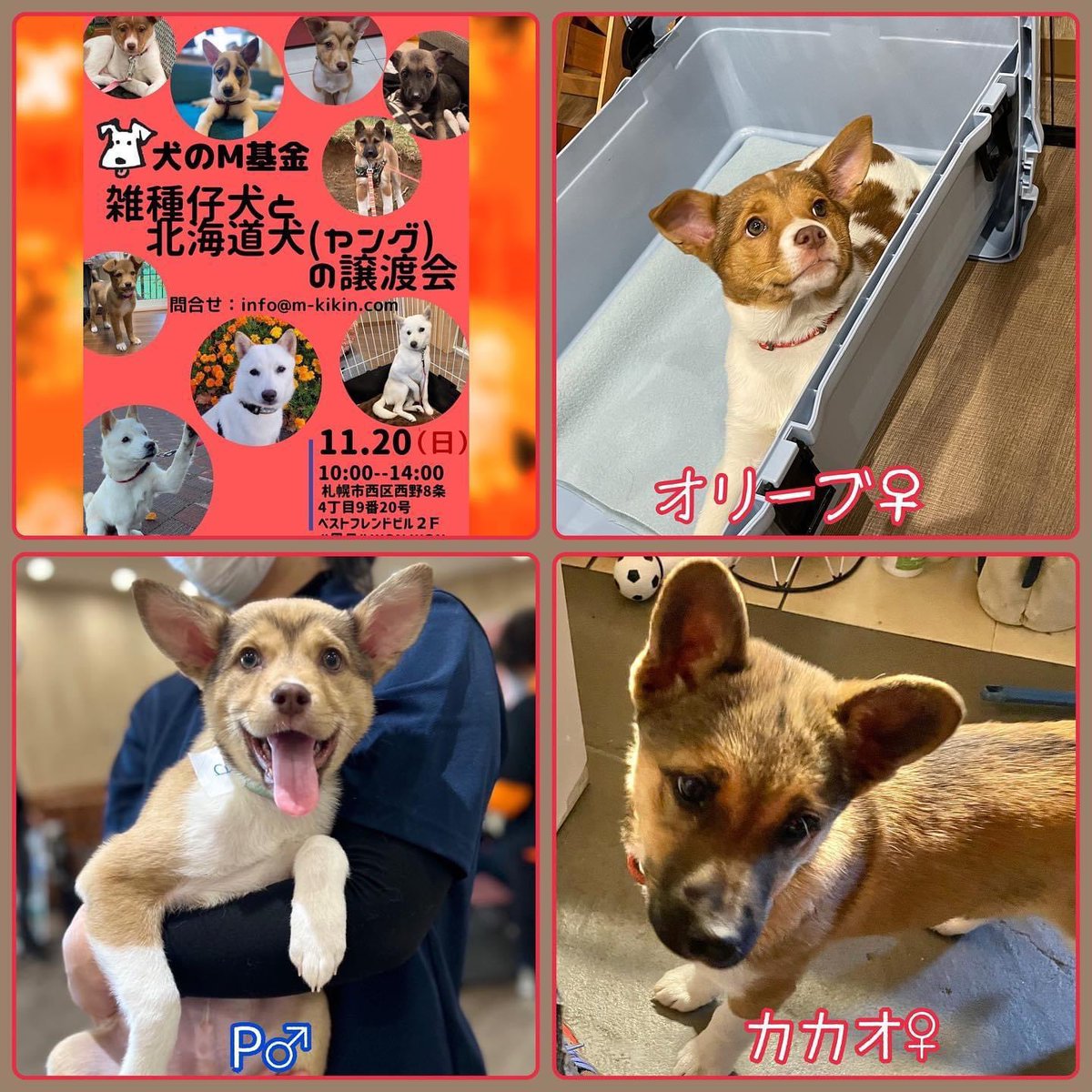 Tweets With Replies By 北海道犬猫情報 わんにゃんハート 公式 Oneheart 11 Twitter