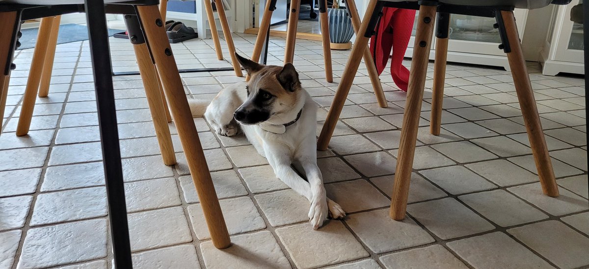 toarda's tweet photo. Casual guardian of the chair legs #Groa https://t.co/3MJhZsmMU3