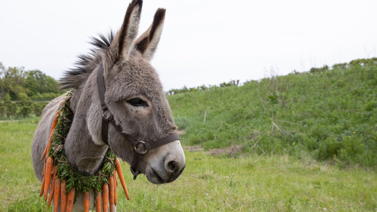 It's the final weekend of #CINECITY22 but there's still plenty to see!
TODAY:
A CLOCKWORK ORANGE <a href="/LewesDepot/">Lewes Depot</a> part of Cinemas of the Mind - 2:30PM
BRIEF ENCOUNTERS @DukeofYorks part of the UK/Ukraine season - 4PM
Stay for BROKER @DukeofYorks - 6:15PM
EO <a href="/LewesDepot/">Lewes Depot</a> - 8:30PM