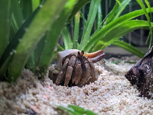 オカヤドカリの脱皮 オカヤドカリ飼ってます