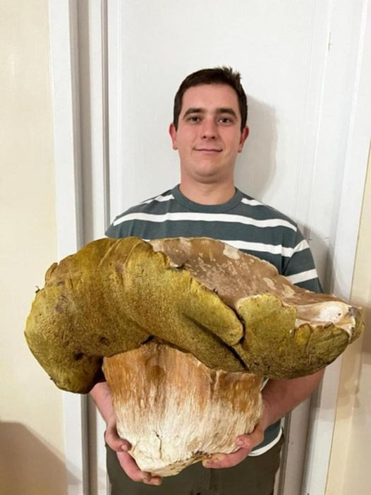 pierpi13's tweet photo. Porcino gigante di più di 4 kg trovato vicino Arcachon, in Francia.  circonferenza di 50 cm per BEN 4,7 kg. https://t.co/glY584GBlS