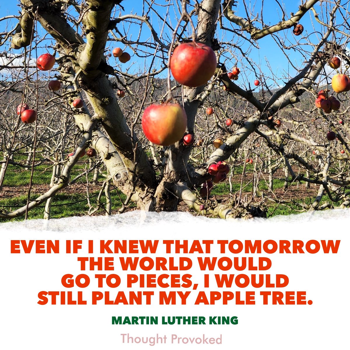🍎 Even if I knew that tomorrow the world would go to pieces, I would still  plant my apple tree. #quote Martin Luther King #SaturdayMorning #IQRTG # quotes #belief #positivity, image size:1200x1200