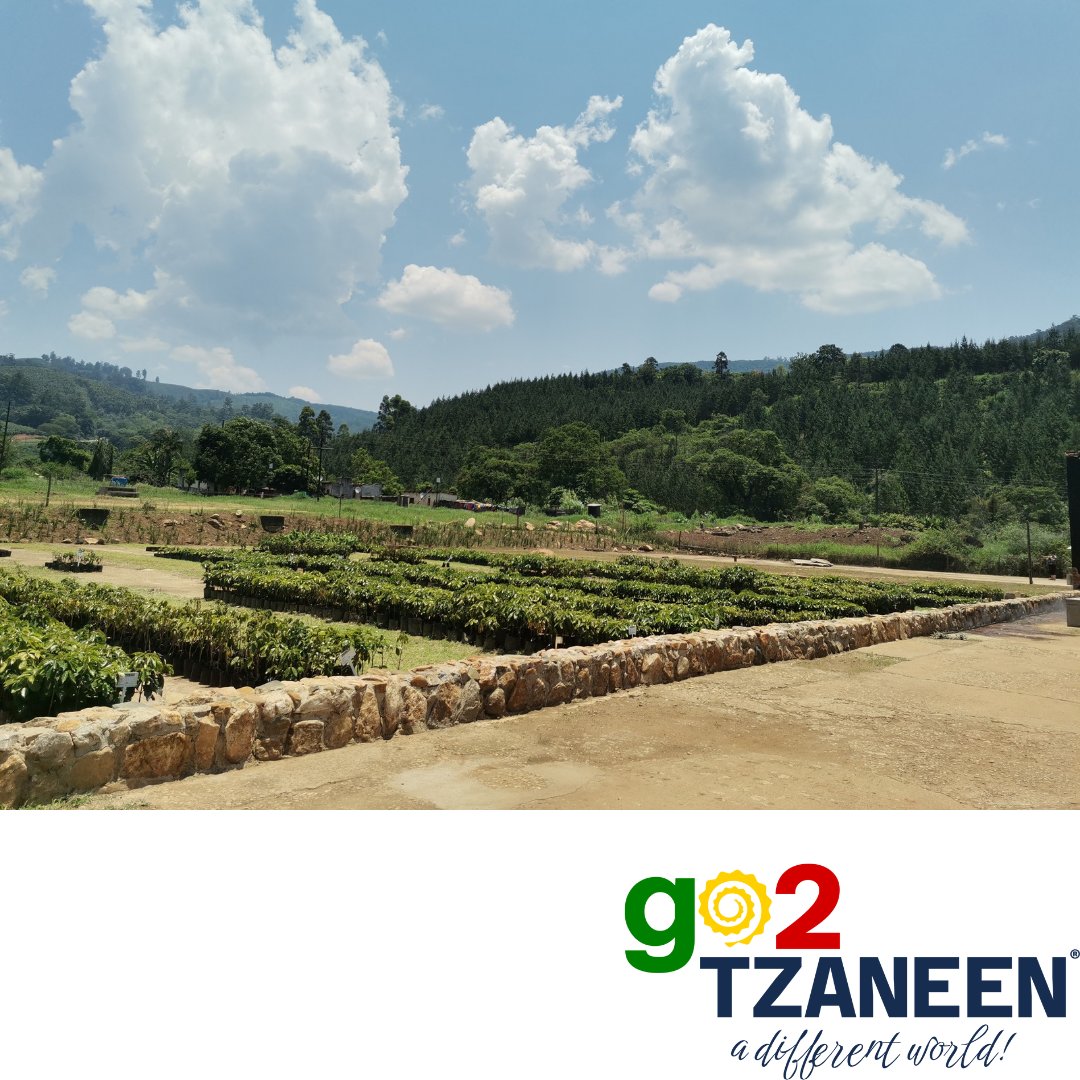 L O C A L_B R A N D

C O F F E E ☕
Located: before Debengeni Waterfalls from Polokwane Town and after Debengeni Waterfalls from Tzaneen Town.

Go support this local brand, they plant and brew their own coffee. Beautiful rustic coffee shop. 
#go2tzaneen #localbrand #golimpopo