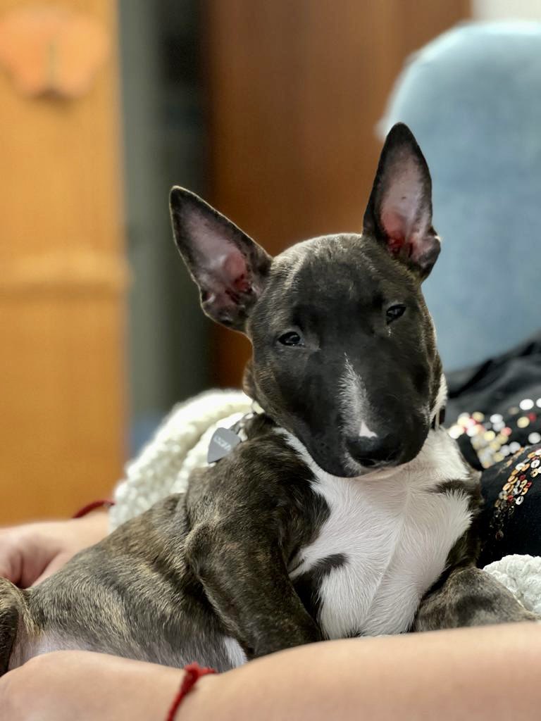 Thunderminibull's tweet photo. He love the camera https://t.co/VXOGgS7xrV