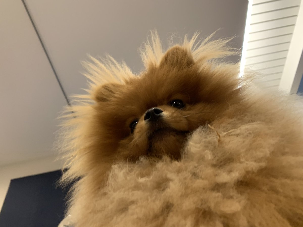 uri0208's tweet photo. 下から見るポメが大好物です🤤 https://t.co/sVH2pEg3Qn