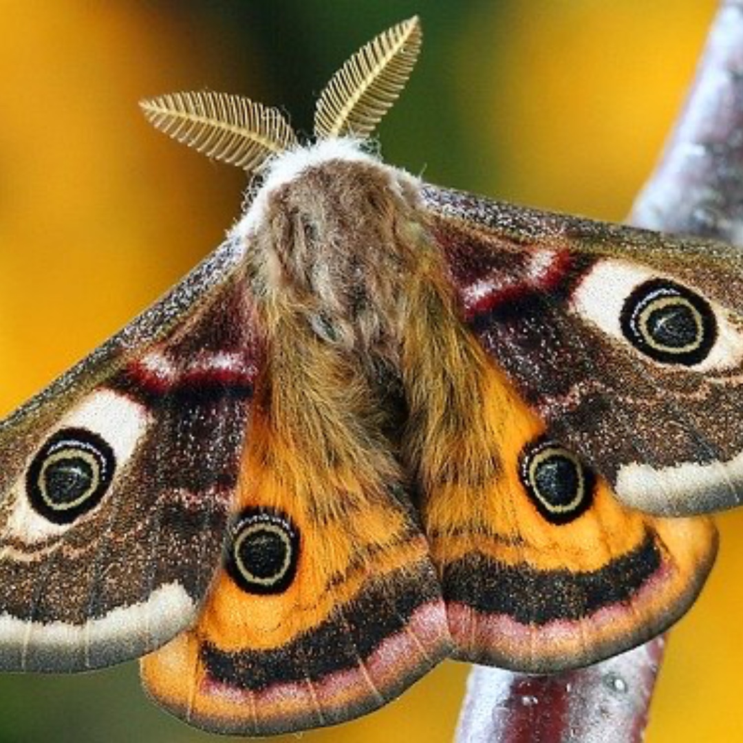 Moth numbers are down 40% in some parts of the UK; these losses will impact birds, bats and mammals. 😢 Growing wild flowers and plant for caterpillars, providing habitats for shelter and pupating, and turning off outdoor lighting overnight, can all help.