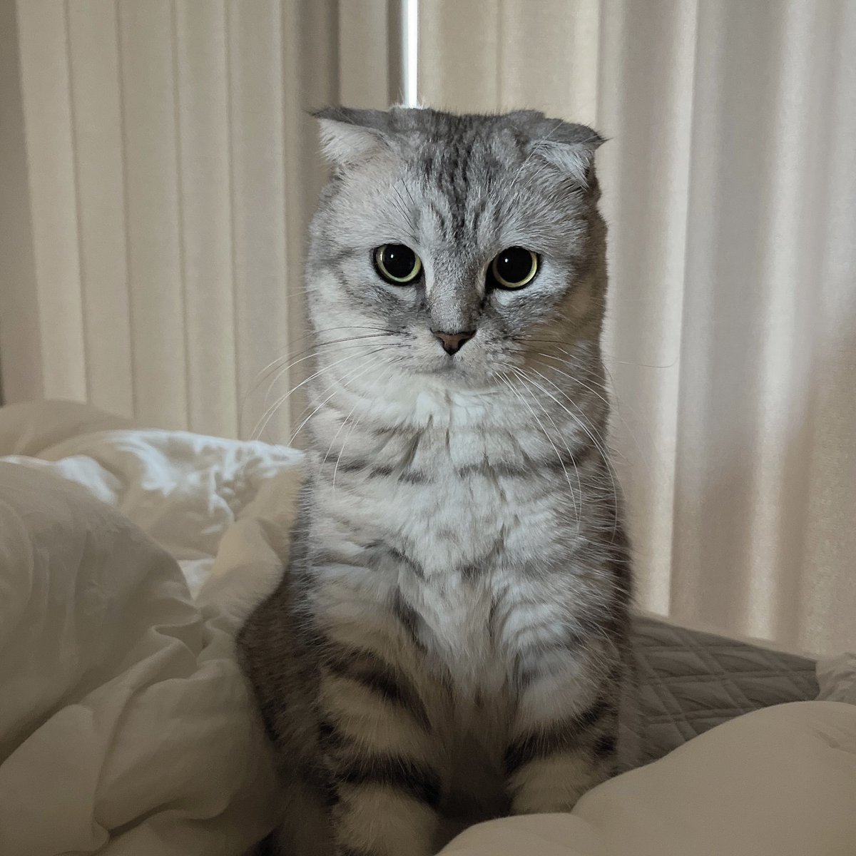 eastnorthmom's tweet photo. 엄매랑 낮잠 같이 잘 고양이(0/2)
를 모집한 결과: https://t.co/x41kwKCr0k