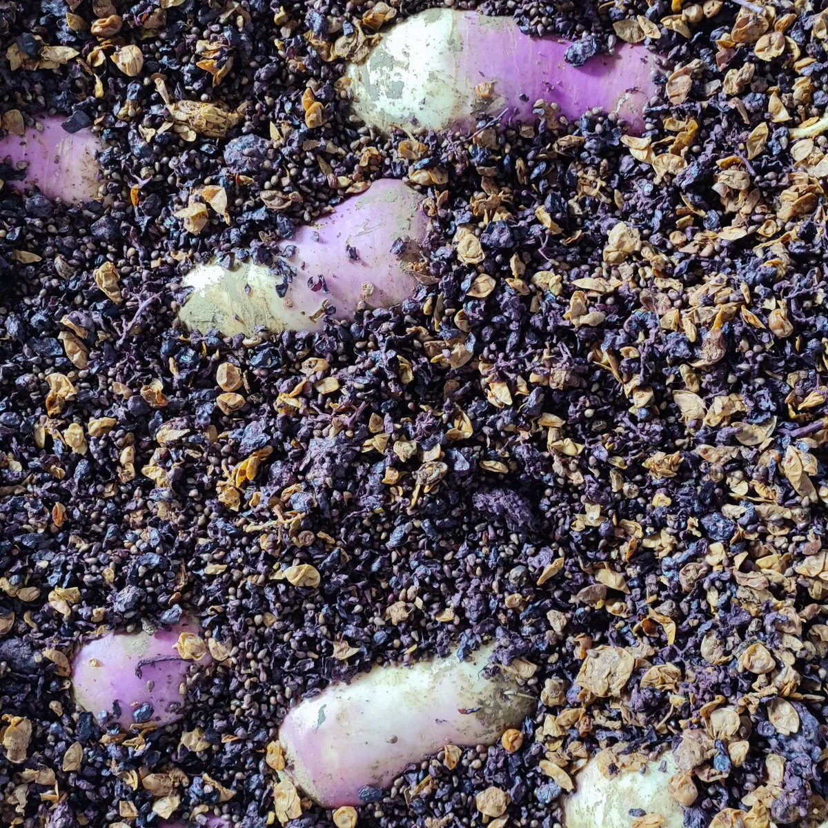 Faladur_'s tweet photo. Fermentacija repe s tropinami.
Dame in gospodje tropinka

Preorders starts now! https://t.co/p1ap01XN8n