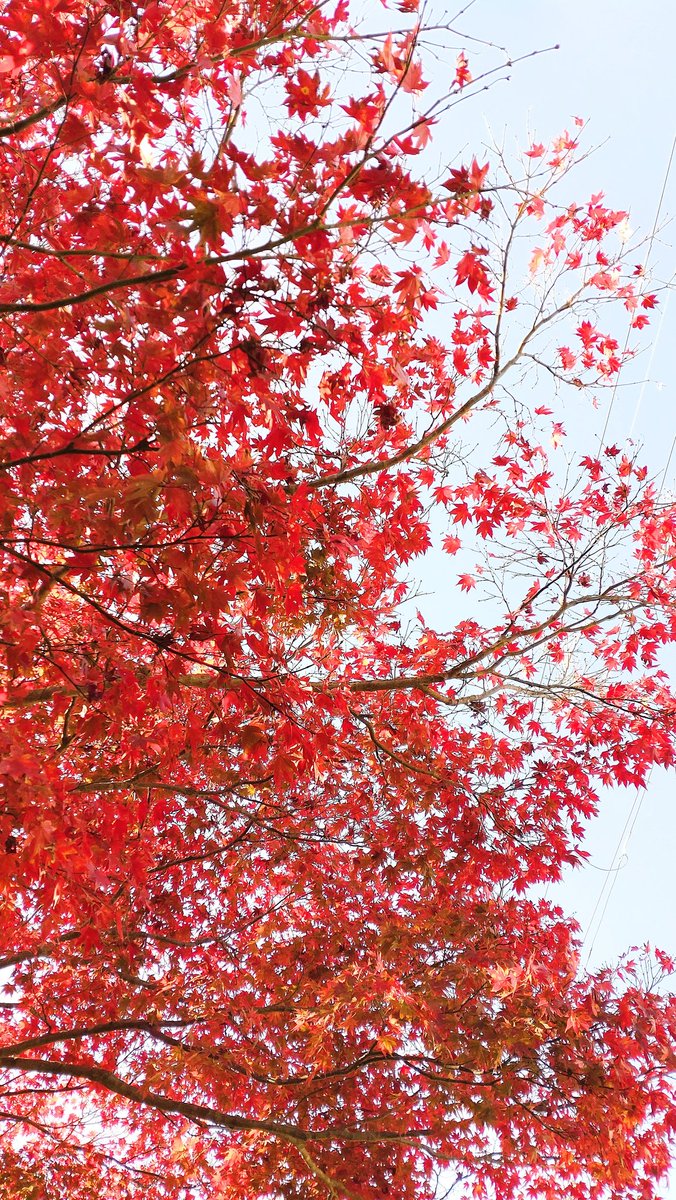 「家の近所の紅葉も綺麗ですわ 」|ルート7のイラスト