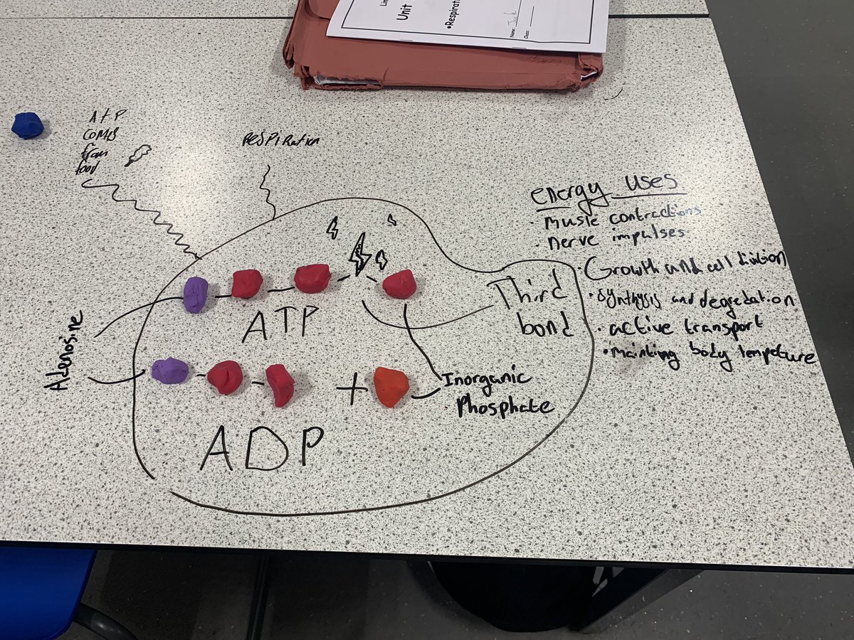 LHSScience_Dept's tweet photo. Our N5 Biologists have been revising Cellular Respiration this week. There is always fun to be had with plasticine. No matter your age! @LinwoodHigh https://t.co/Lu3KALWrJD