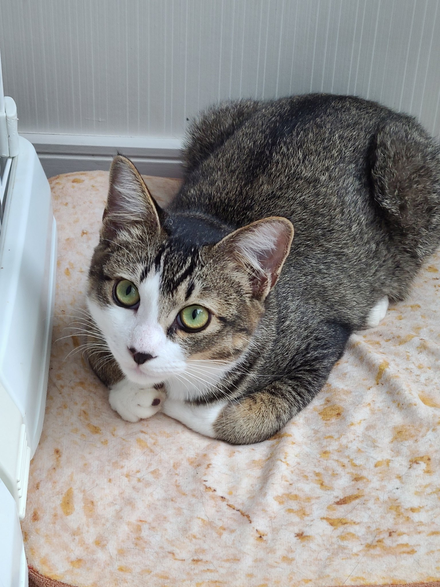 とらねこ とらねこ🍺 (@chatoraneko) / X