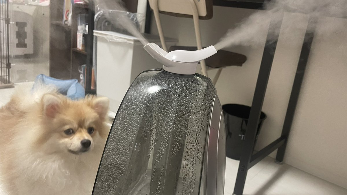 aome_pome's tweet photo. 加湿器にガン飛ばす犬🐶🐾 https://t.co/CncfklzmsX