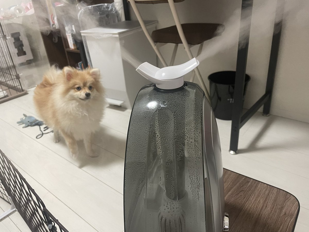 aome_pome's tweet photo. 加湿器にガン飛ばす犬🐶🐾 https://t.co/CncfklzmsX