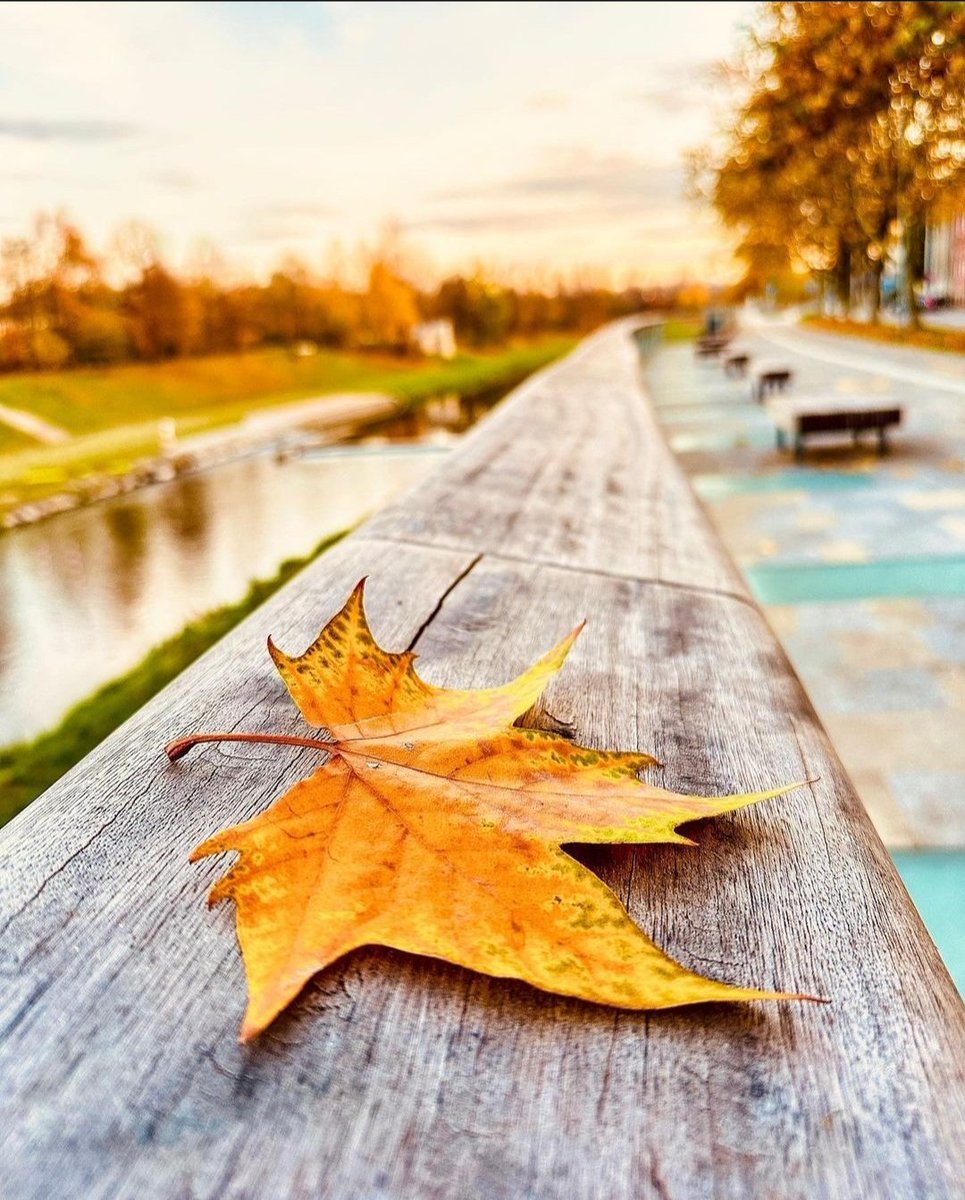 Elle aimerait être cette feuille
Si belle avec sa couleur dorée
S'envoler grâce au vent
S'évader, virevolter
Se sentir légère
Ne plus penser à rien
Puis se poser
Avec sa couleur si douce
Faire de l'œil à une belle personne
Qui se servirait d'elle comme marque-page naturel