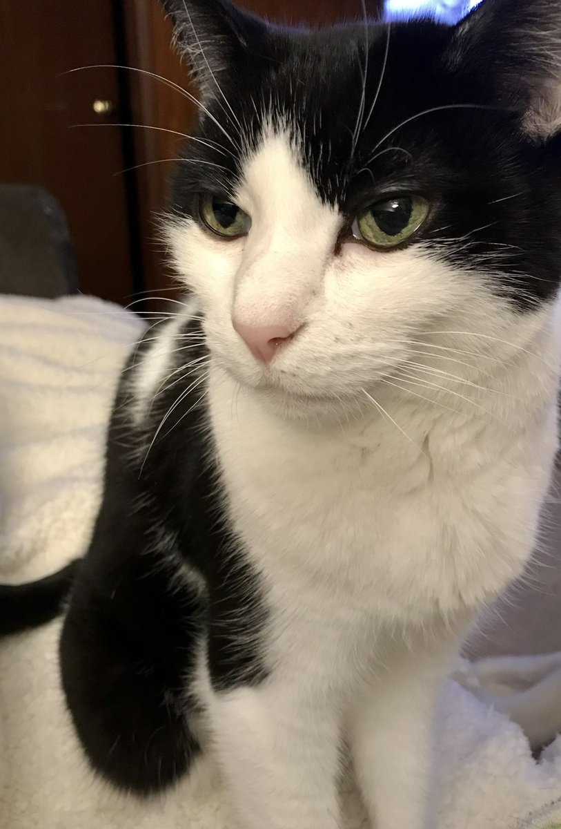UpuQue's tweet photo. I should also add that today I cleaned &amp; had to move Archie’s weekly loot out of the hallway &amp; back to the toy box. I was just laying down with Coco &amp; he came into the room howling and threw one of those toys at my head. THREW! Like, 6 feet! AT MY HEAD! #ArchieCat #Cat #Cats https://t.co/t372pZd4Ln