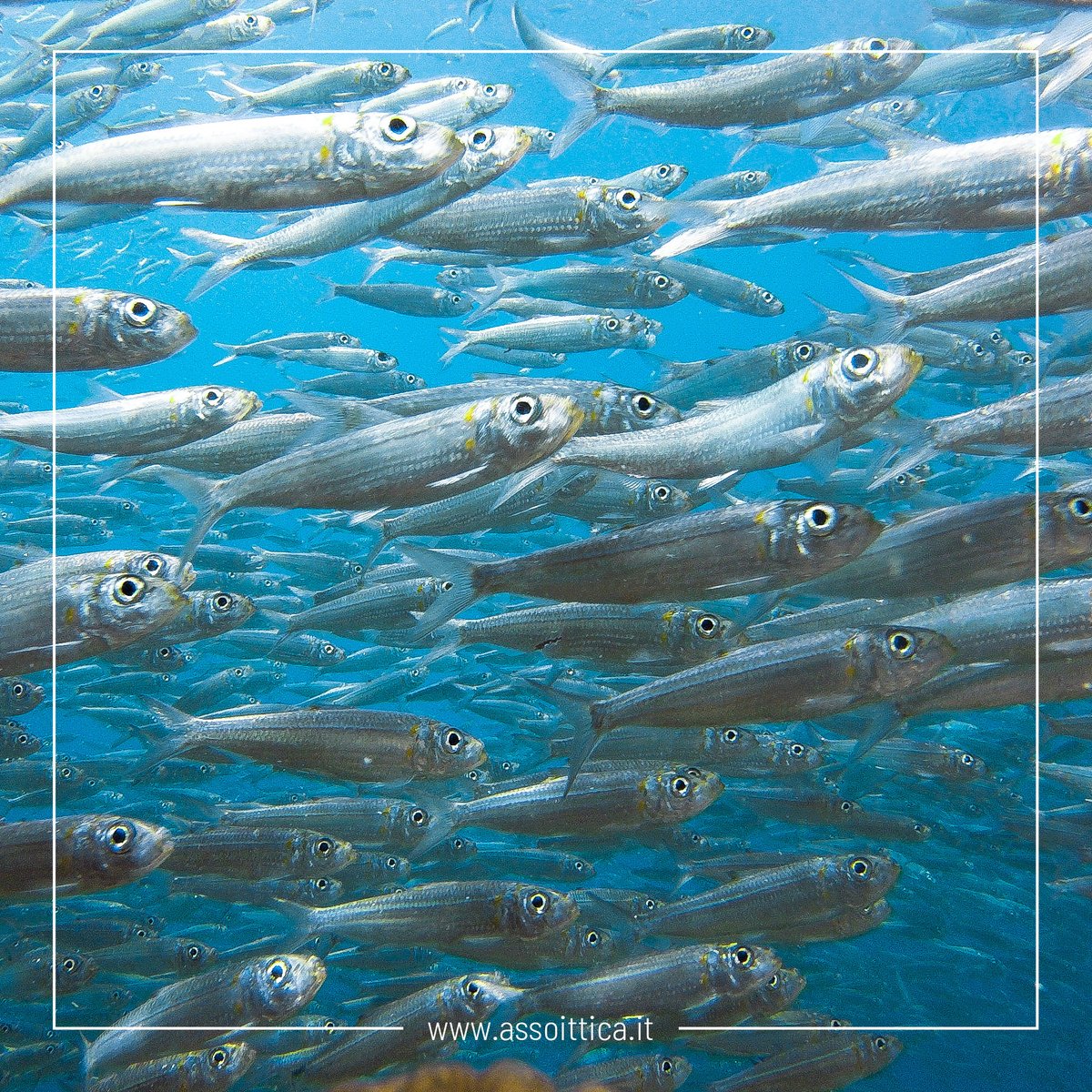 Assoittica's tweet photo. Oggi vi presentiamo un nuovo membro della famiglia dei pesci: la #sardina 🐟
È presente in tutto il mediterraneo e viene molto apprezzato in cucina per il suo elevato apporto di proteine (20,8%).
Scopri di più ➡️ https://t.co/XOkd3npNhp https://t.co/NvgH1M3knR