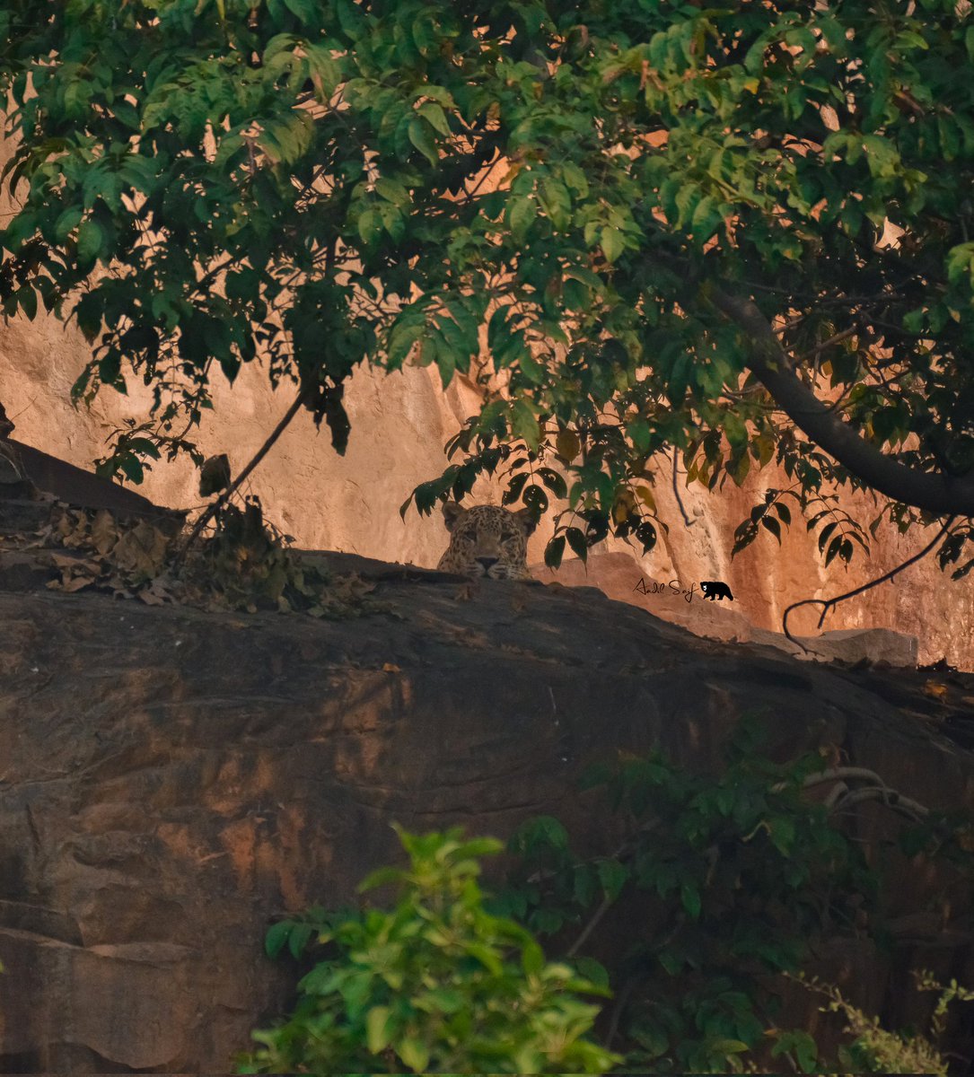 Ghost of chambal River 🐆 leopard 
#leopard #wildlife #wildlifephotography #indianwildlife #chambalriver #Kota #Nikon #wildlife #TrendingNow