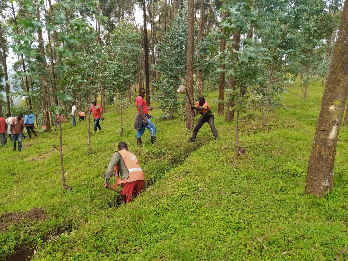 MusanzeYouth's tweet photo. Uyumunsi DG @SolangeTetero Ari kumwe na V/M @kamaxelle bifatanyije n'urubyiruko rwo muri @MusanzeDistrict mu muganda wihariye w'urubyiruko wo gusibura imirwanyasuri. Kurwego rw'Akarere uyu muganda wabereye mu kagari ka Cyabararika, Gasanze @AMpuhwe  @Kagame2024 @manzijp https://t.co/kJ3IdXQnGX
