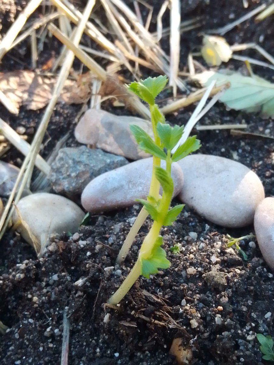 PerezCeip's tweet photo. ¡El huerto del @PerezCeip está creciendo! Los más pequeños han germinado legumbres clase y las están plantando en el huerto del cole. No solo vemos cómo crecen las plantas 🌱 sino que también aprendemos la importancia de cuidar la tierra que nos alimenta, ya que #NoHayPlanetaB 🌍 https://t.co/BdLDIlwYa4