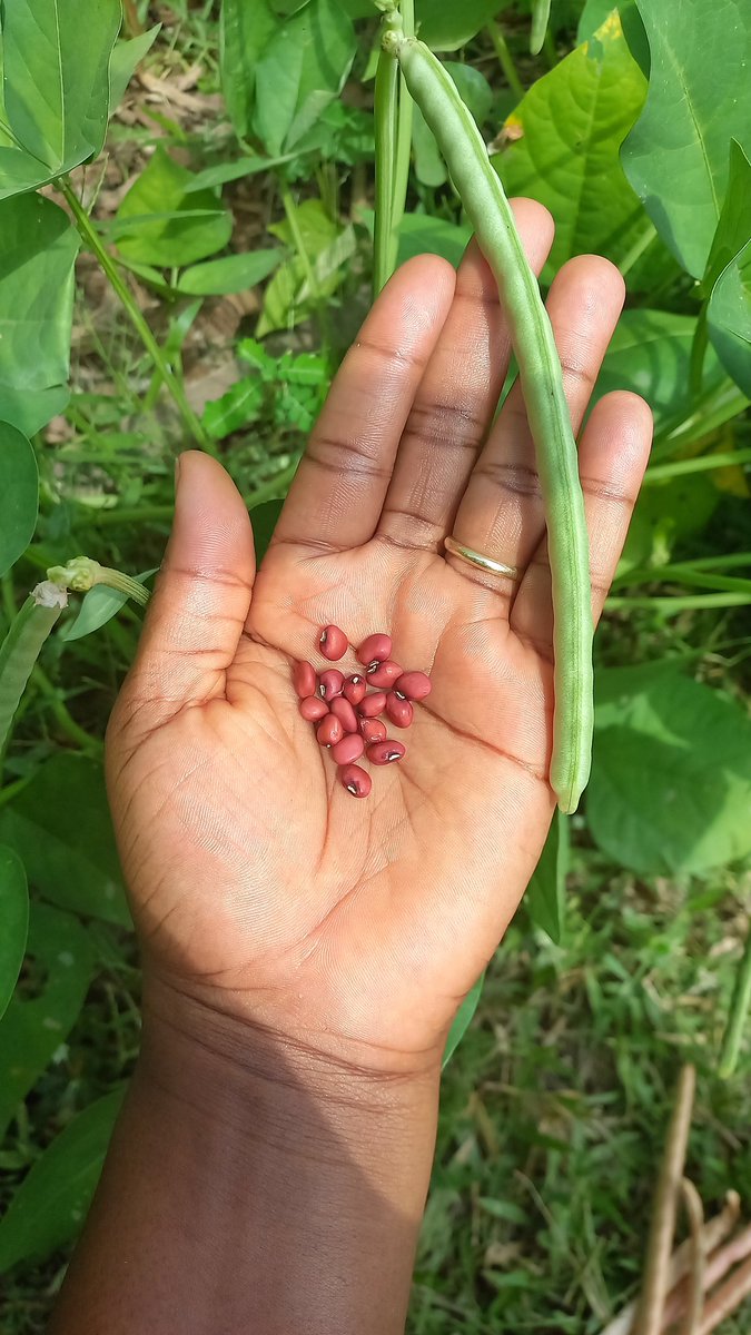 On #Gardening today 

We have started harvesting <a href="/Kekeli_E/">Edinam D.</a> 's red beans.

I'm thinking using this to make Hummus when we collect and dry them all. Yes you can use beans to make Hummus as well.
Going to use some of the fresh ones for green beans as well. 😊