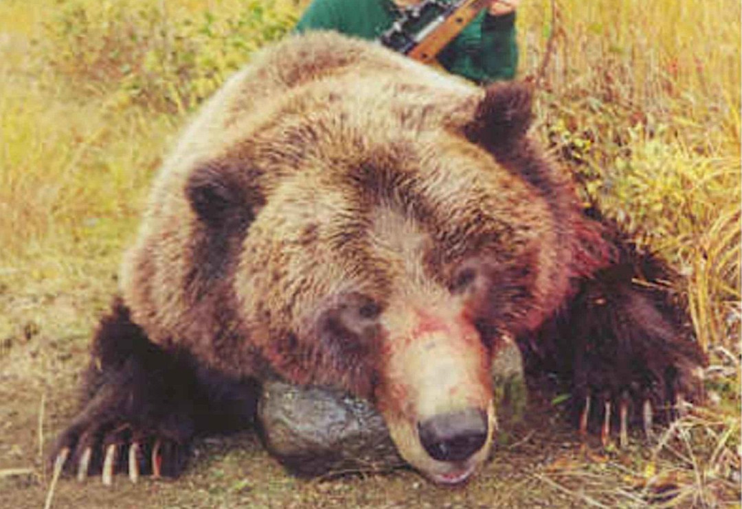 tonytheauthor's tweet photo. Humans seem to think that they have an unassailable right to torture and kill all other species. Hunting is a part of that misconception. 
My passion is to drive home the fact that ALL life is precious, and when humans mindlessly kill like this, it betrays ALL humanity. https://t.co/4HwKn5kuIj